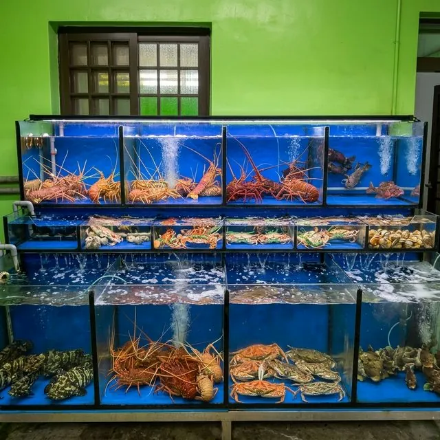 店內後門的活體海鮮水箱,分層養著龍蝦、螃蟹與貝類